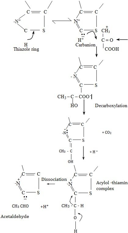 TPP a coenzymes in alpha ketodehydrogenase and pyruvate decarboxylase.